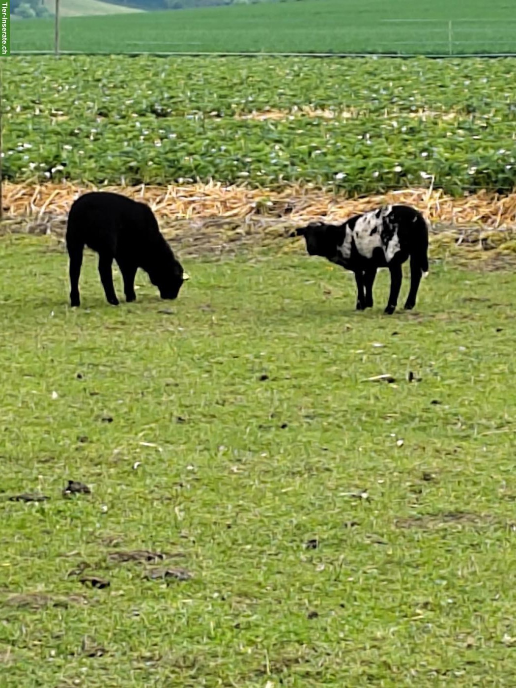 Bild 4: Junge Dorper/Texel Mischlingsschafe zu verkaufen