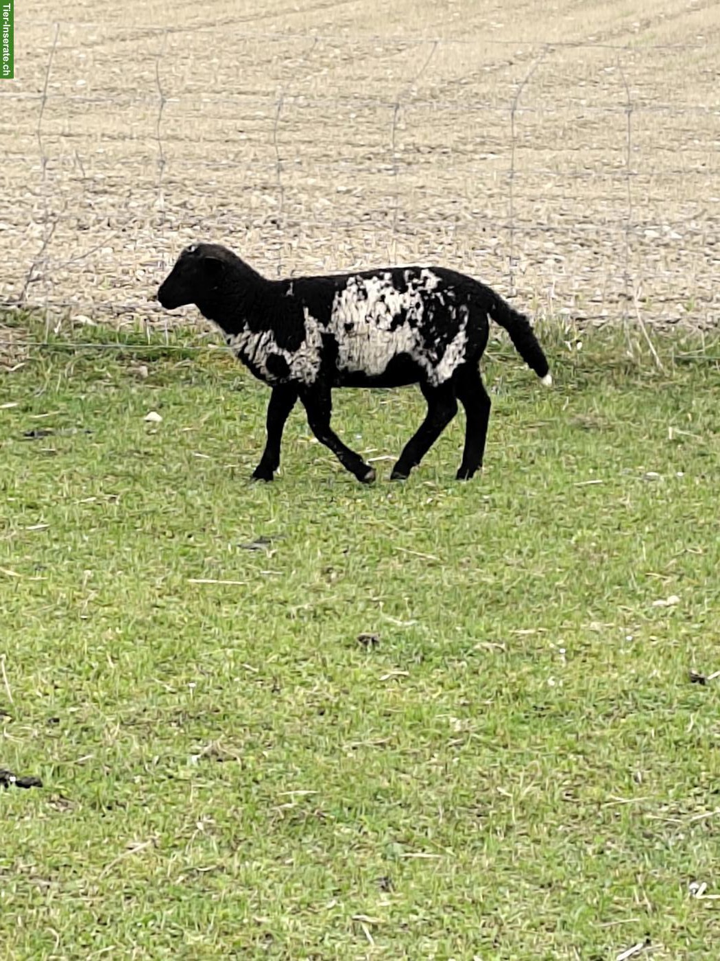 Bild 5: Junge Dorper/Texel Mischlingsschafe zu verkaufen