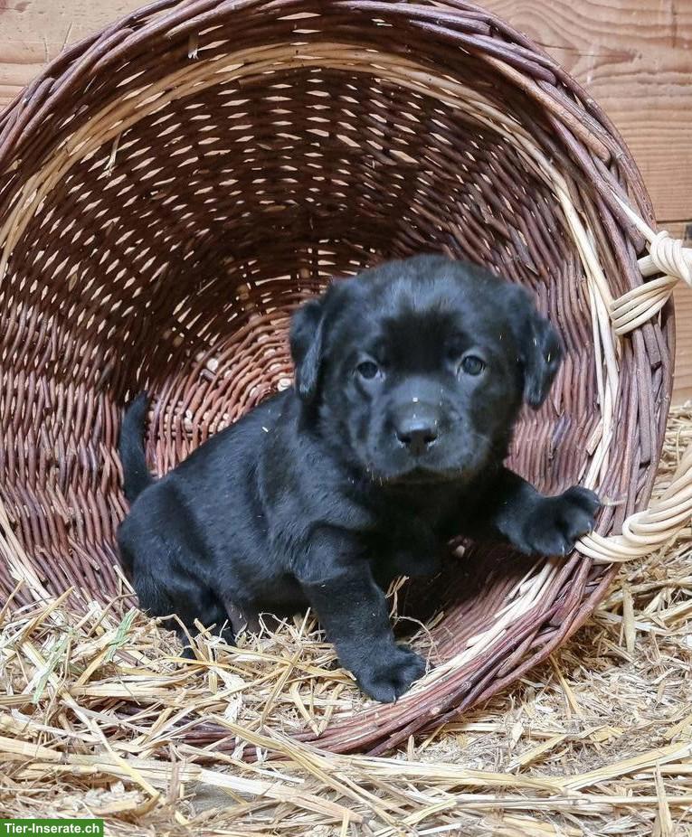 Süsse Labrador Welpen
