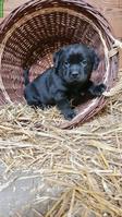 Süsse Labrador Welpen