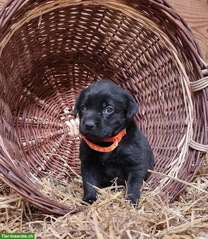 Bild 2: Süsse Labrador Welpen