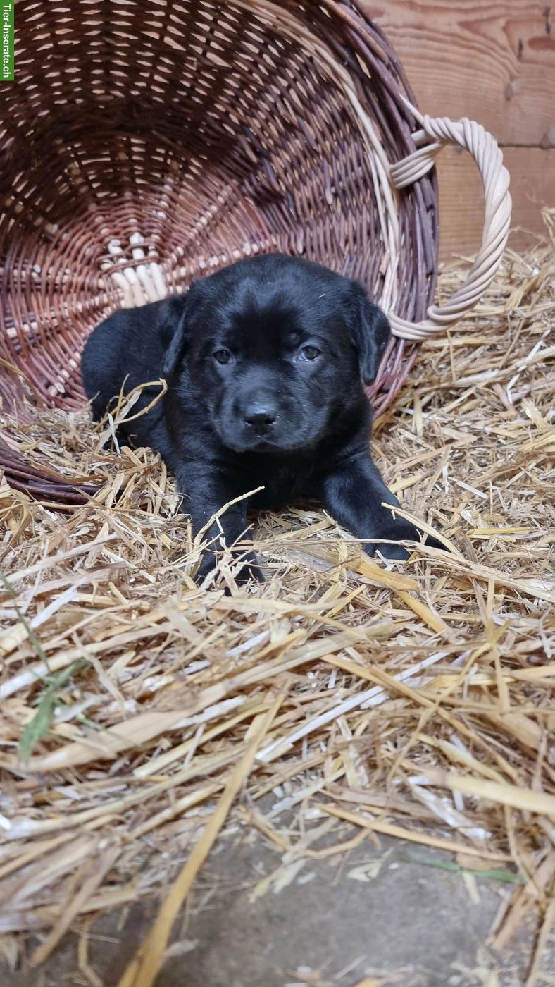 Bild 3: Süsse Labrador Welpen