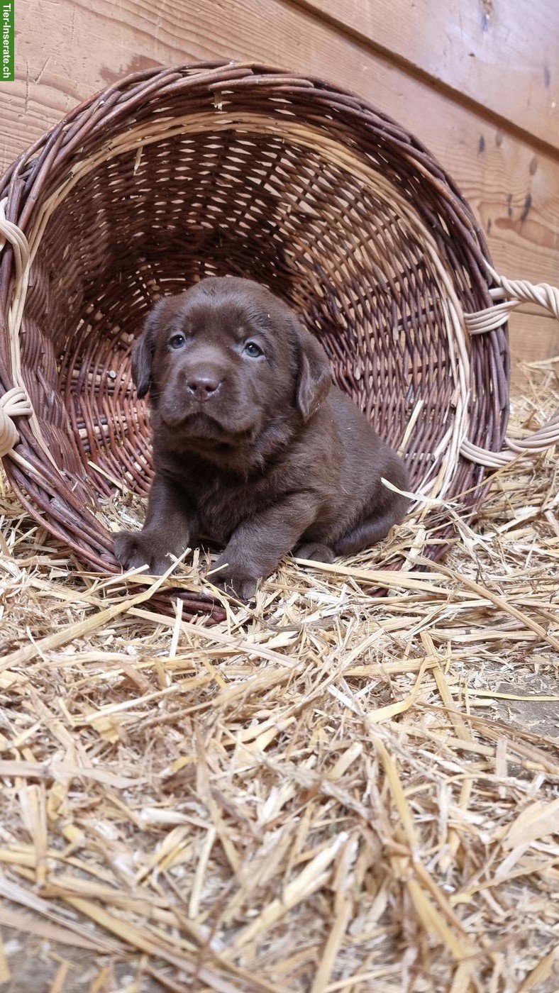 Bild 4: Süsse Labrador Welpen
