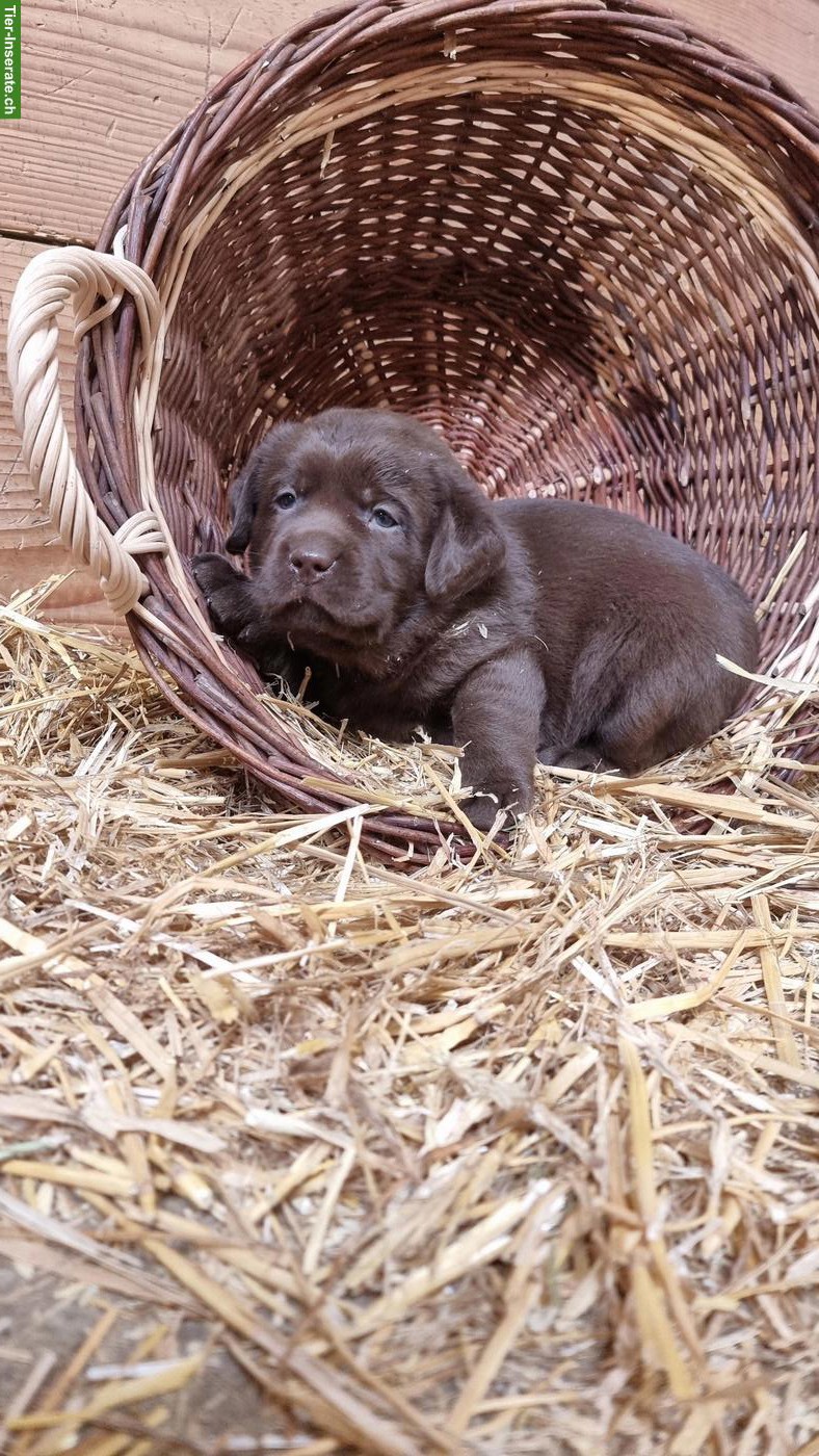 Bild 5: Süsse Labrador Welpen