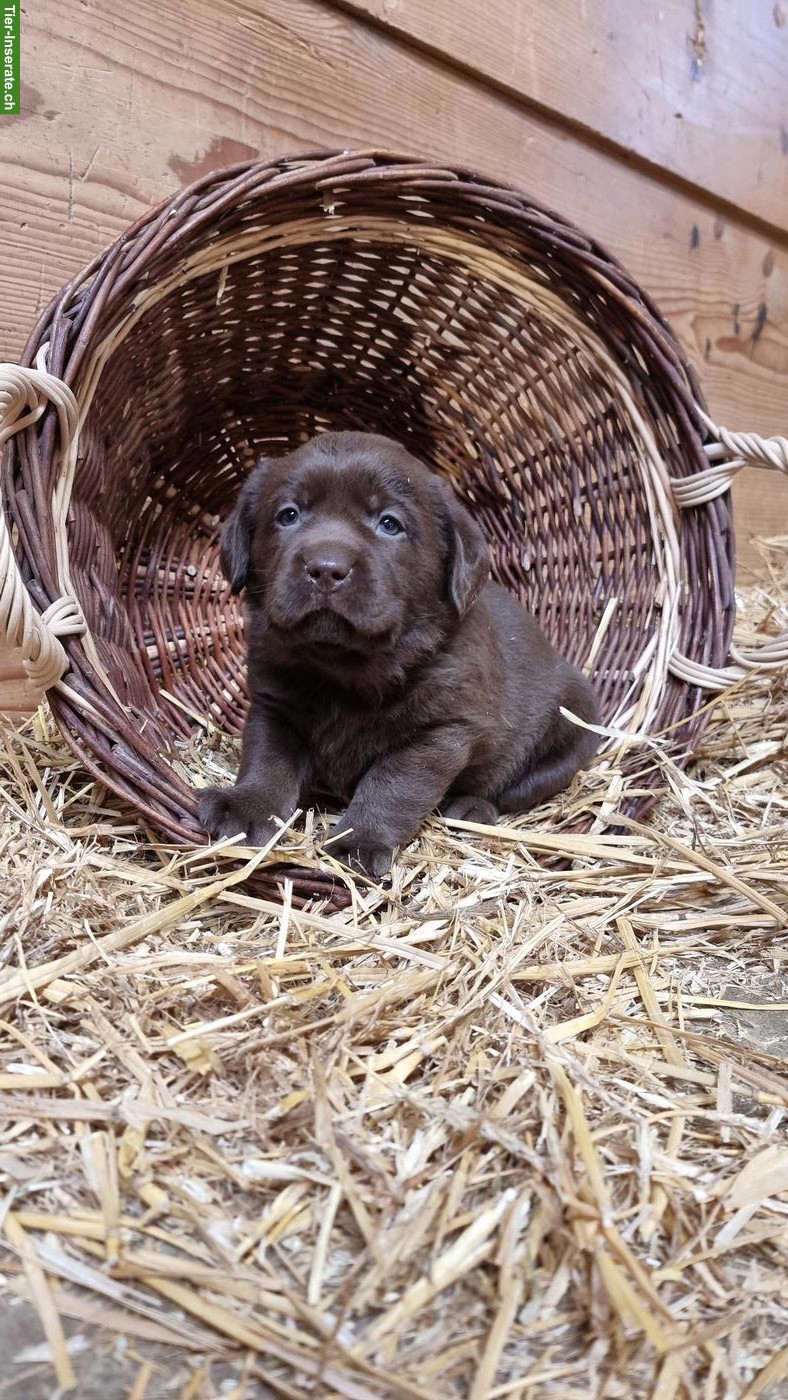 Bild 6: Süsse Labrador Welpen