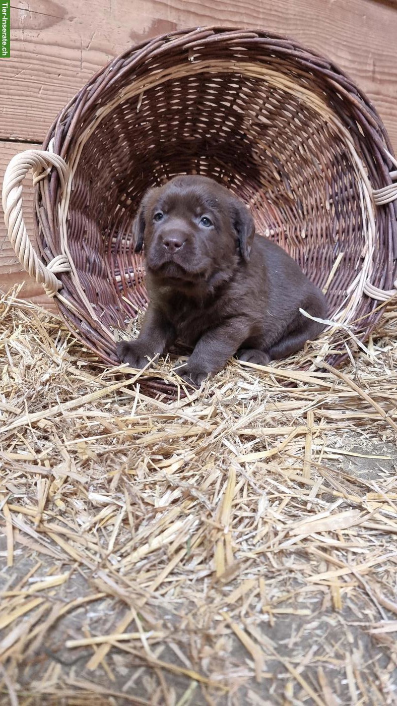 Bild 7: Süsse Labrador Welpen