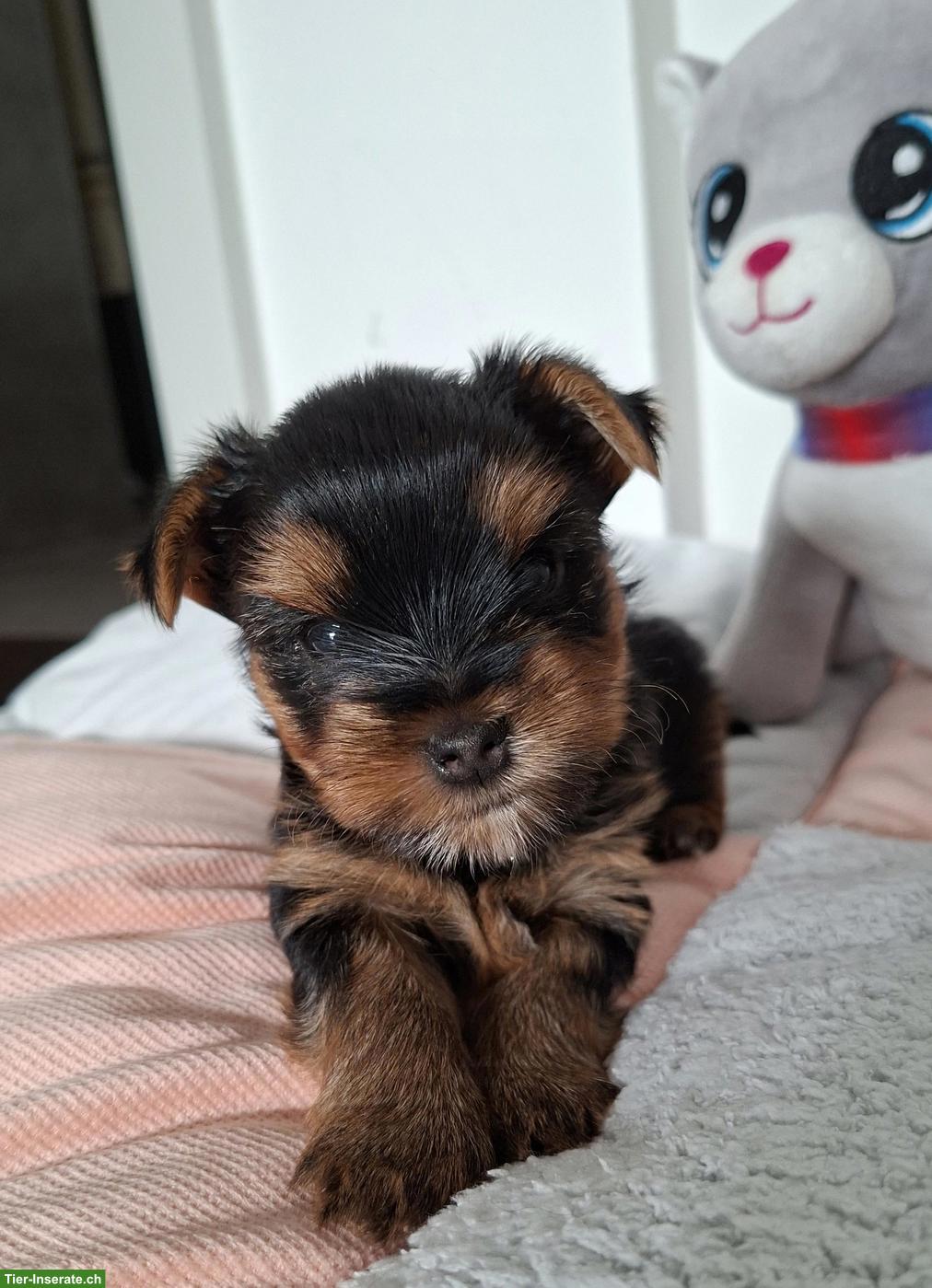 Yorkshire Terrier Welpen, 1 Rüde & 1 Hündin