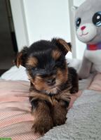 Yorkshire Terrier Welpen, 1 Rüde & 1 Hündin