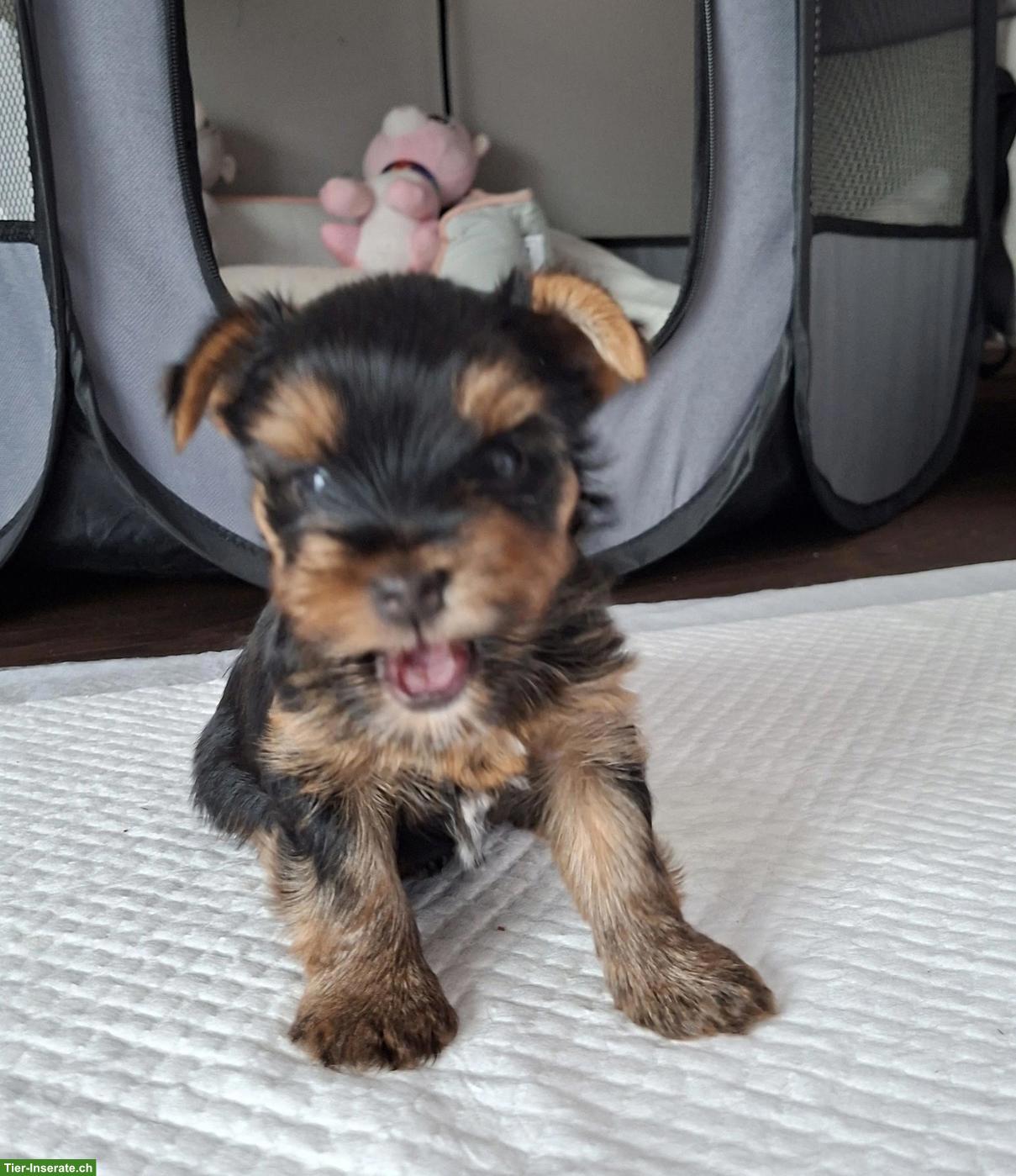Bild 2: Yorkshire Terrier Welpen, 1 Rüde & 1 Hündin