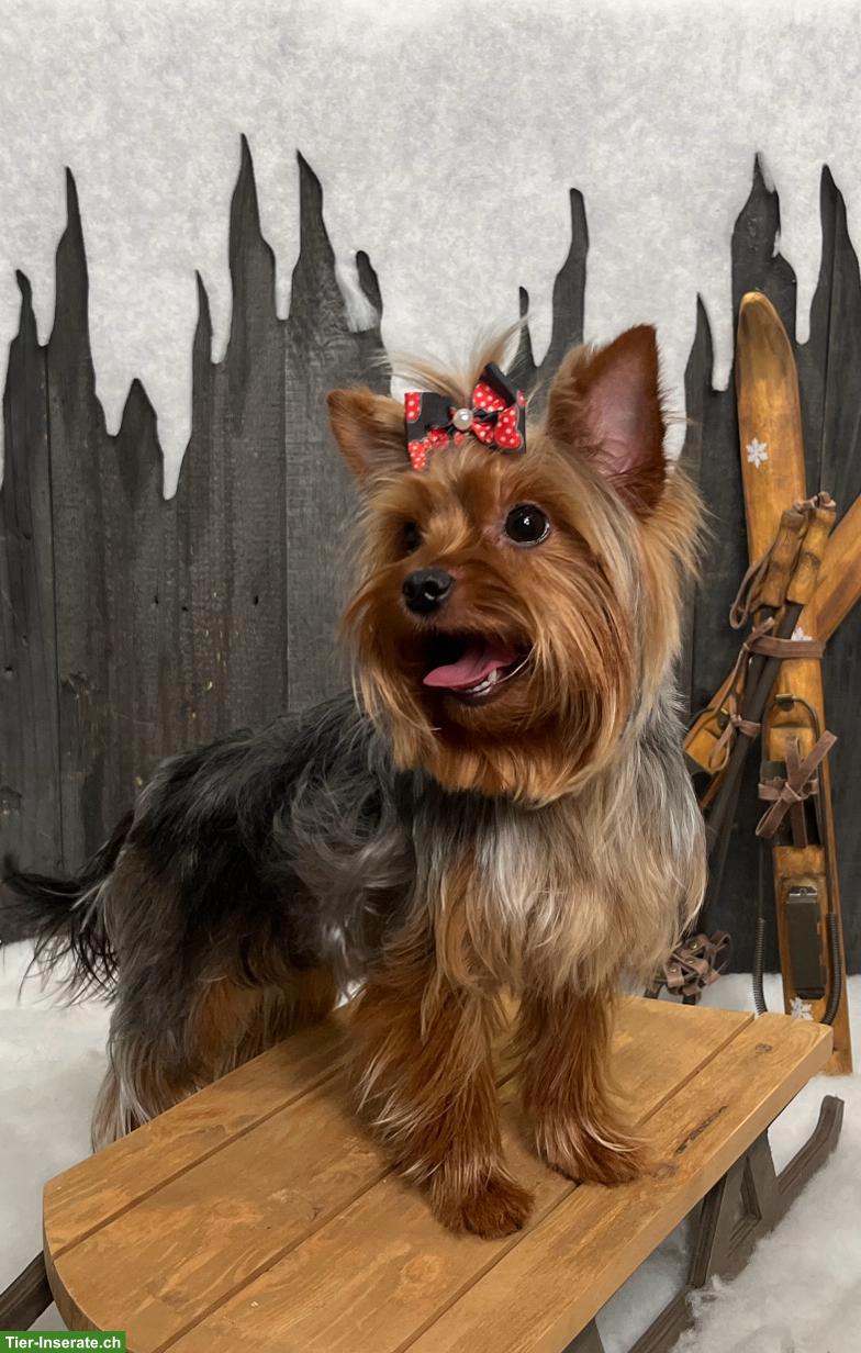 Bild 3: Yorkshire Terrier Welpen, 1 Rüde & 1 Hündin