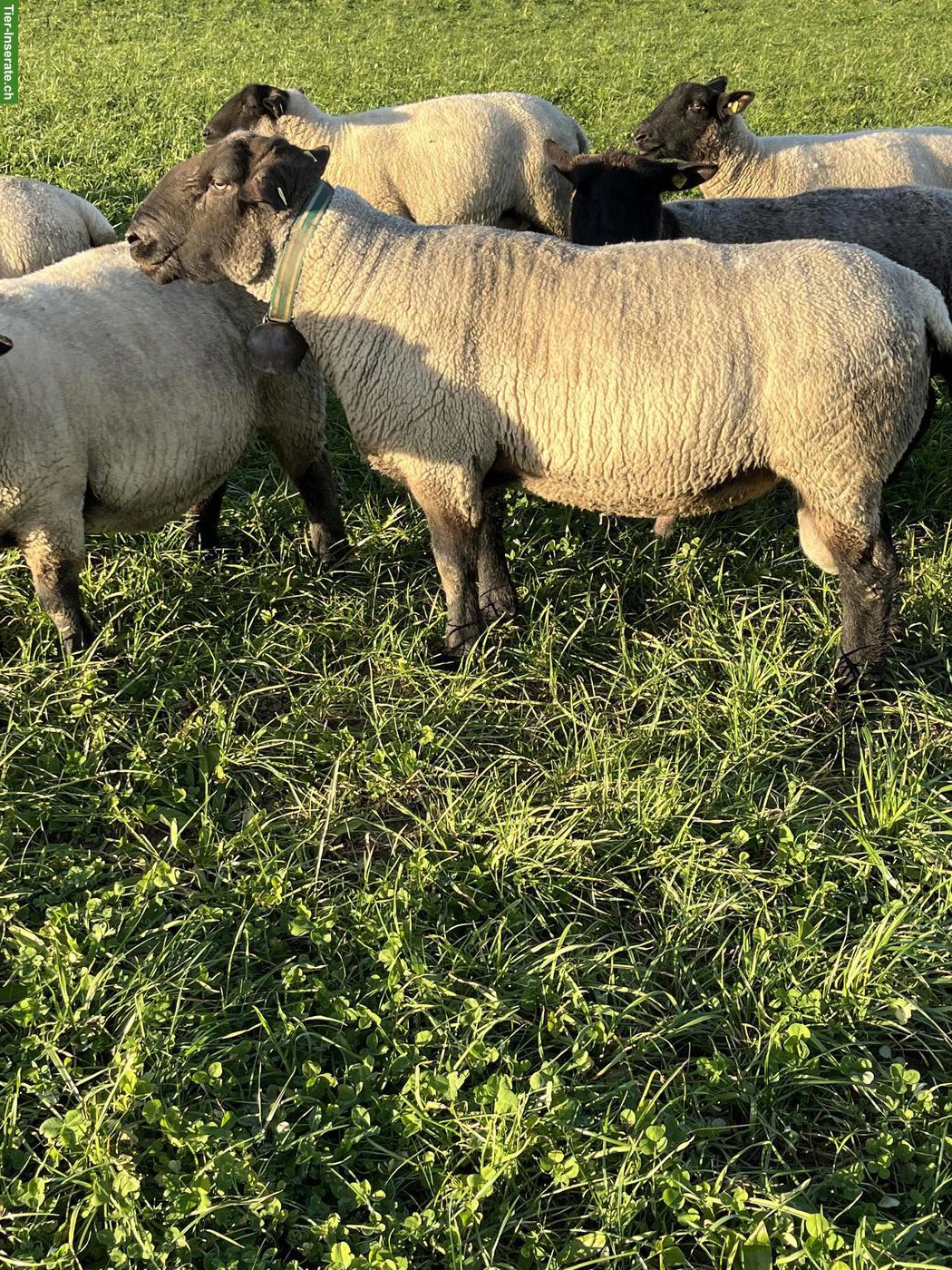 Suffolk Bock gesucht