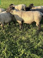 Suffolk Bock gesucht