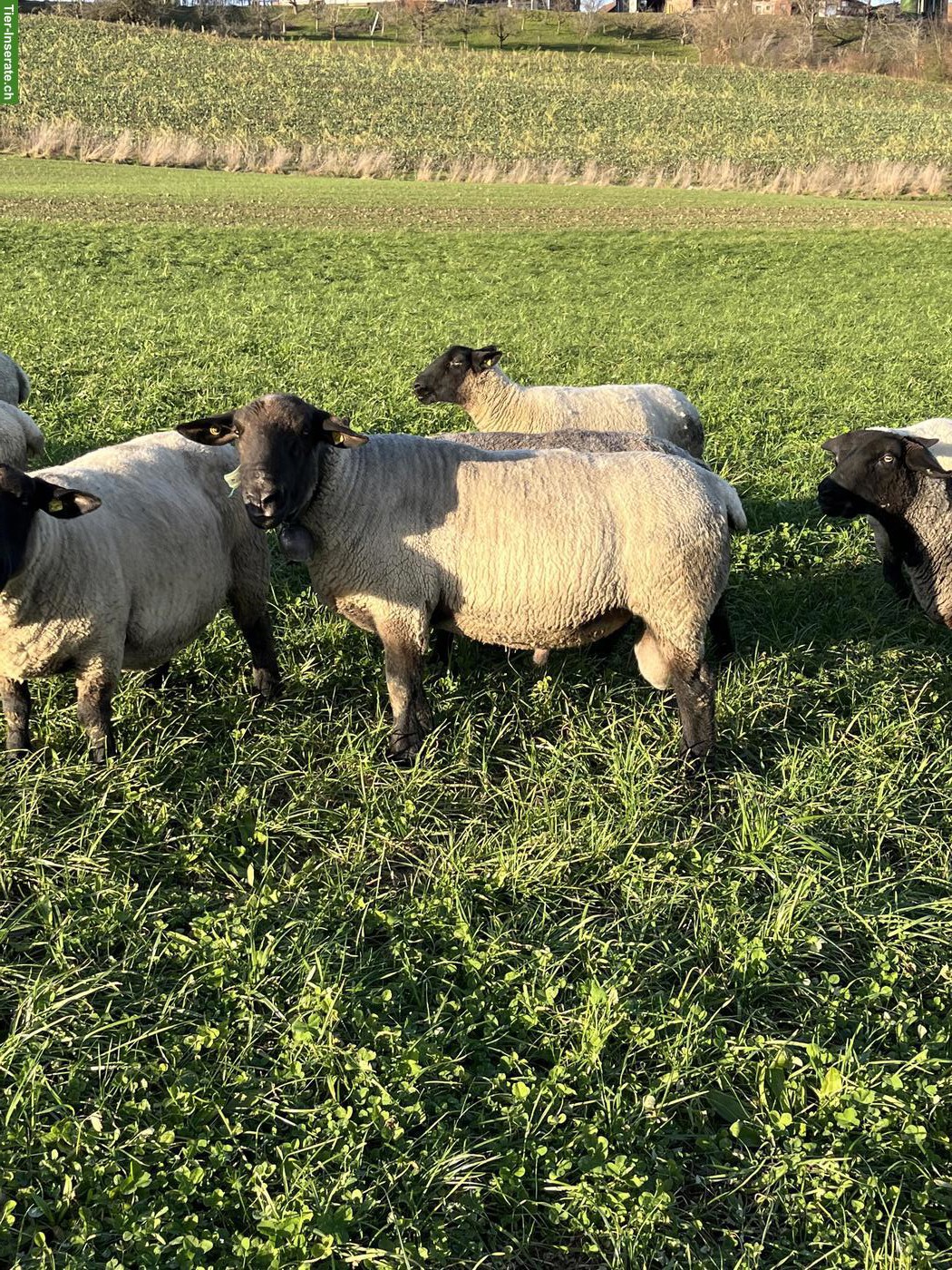 Bild 2: Suffolk Bock gesucht