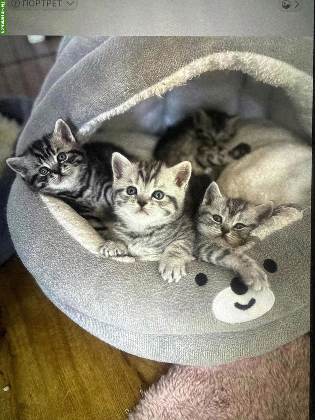 Reinrassige BKH Kitten, Kater und Kätzinnen