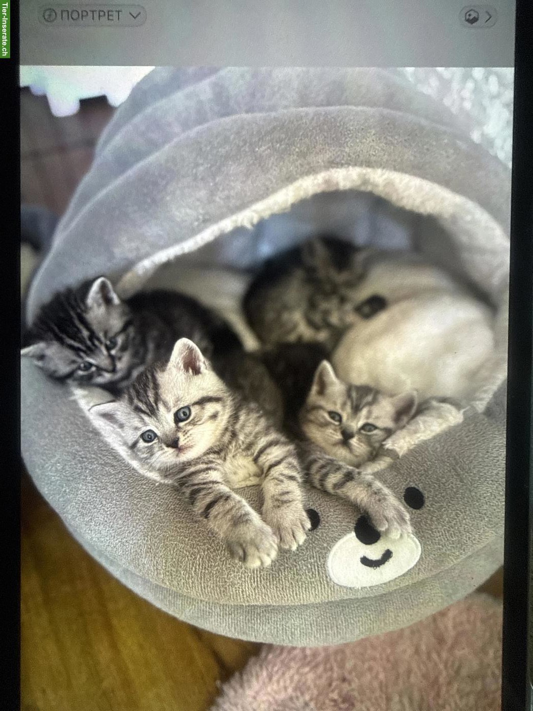 Bild 2: Reinrassige BKH Kitten, Kater und Kätzinnen
