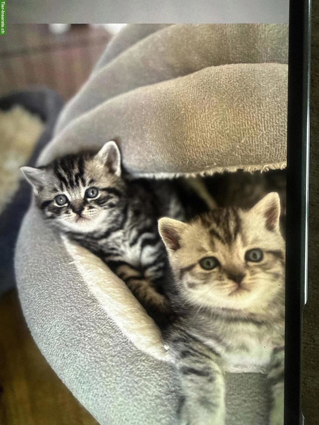 Bild 3: Reinrassige BKH Kitten, Kater und Kätzinnen