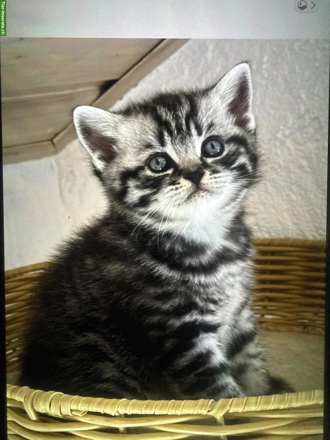Bild 4: Reinrassige BKH Kitten, Kater und Kätzinnen