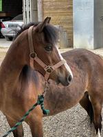 Irische Ponystute, 15-jährig, 113cm