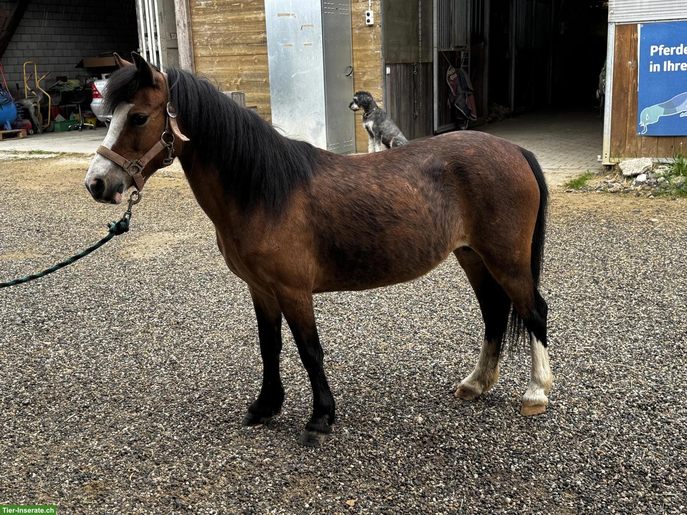 Bild 2: Irische Ponystute, 15-jährig, 113cm