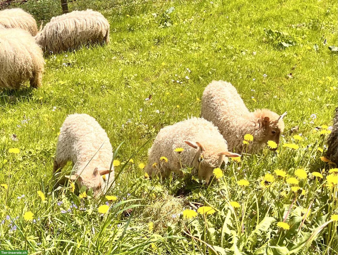 Bild 3: Seltene Ungarische Zackelschafe zu verkaufen