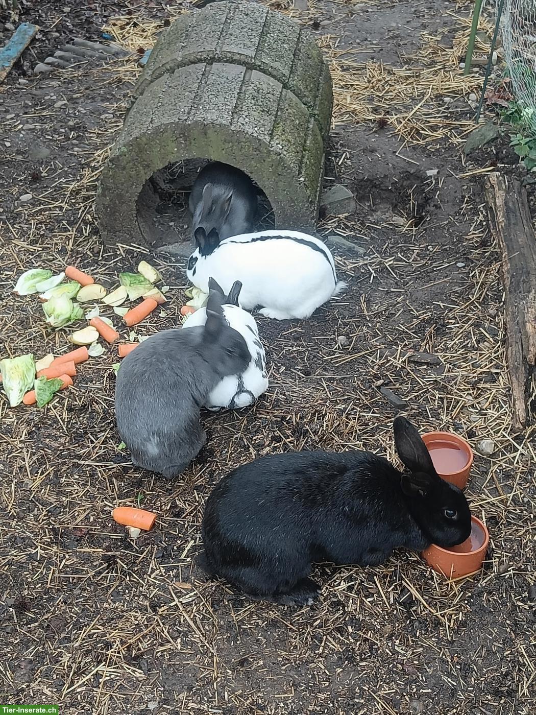 4 kleine Kaninchen gratis abzugeben