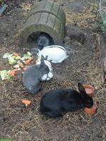 4 kleine Kaninchen gratis abzugeben