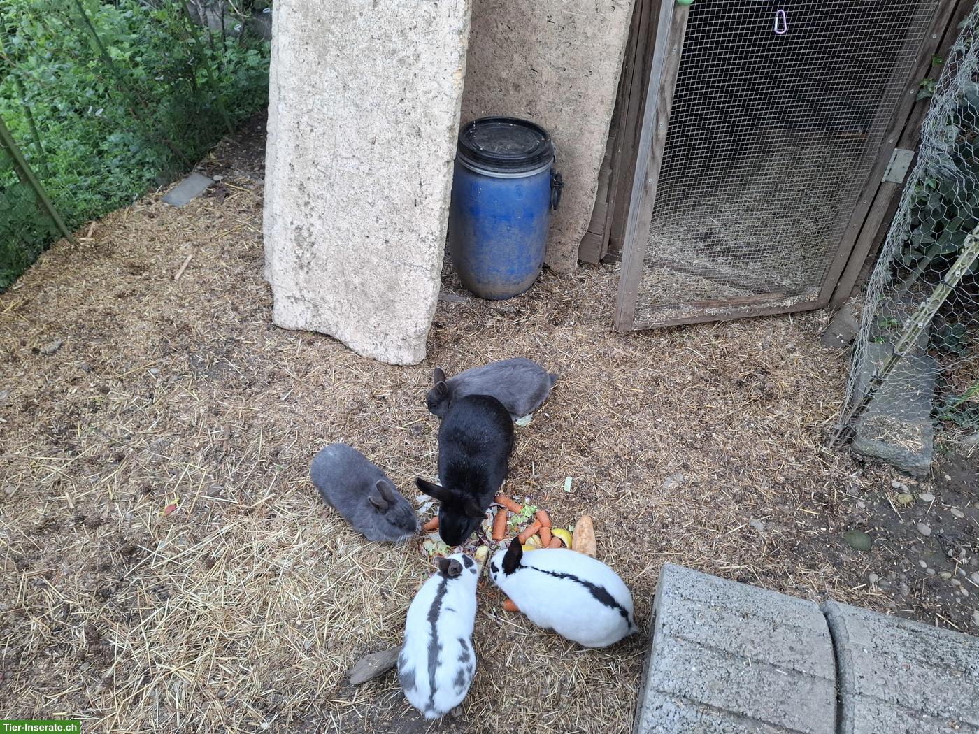 Bild 2: 4 kleine Kaninchen gratis abzugeben