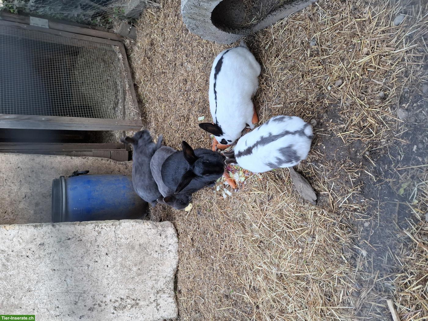 Bild 3: 4 kleine Kaninchen gratis abzugeben