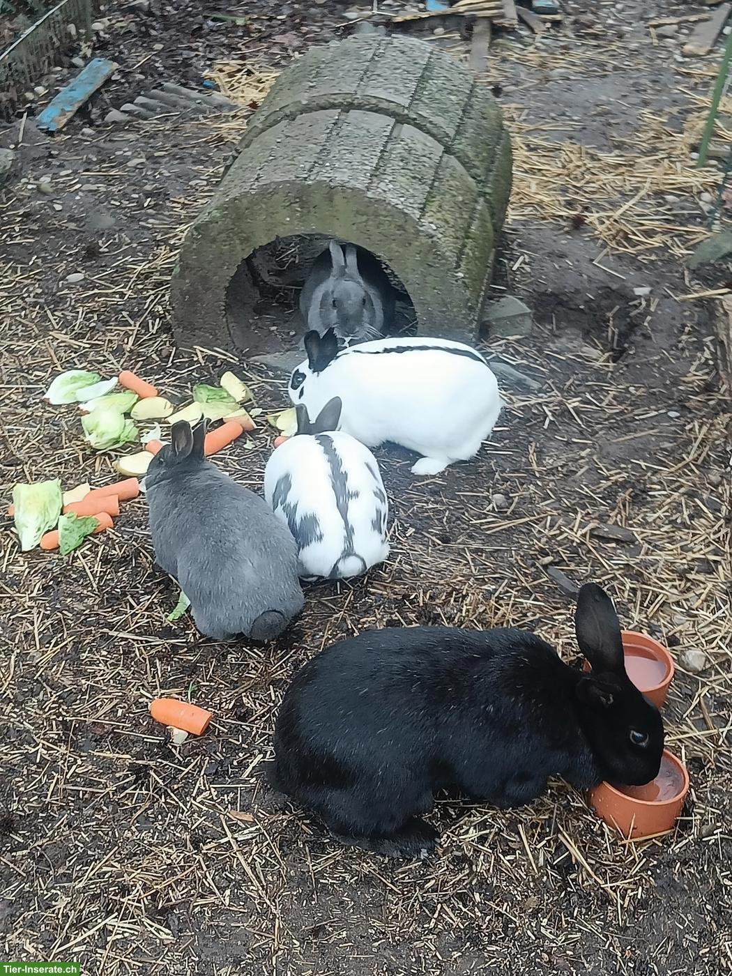 Bild 4: 4 kleine Kaninchen gratis abzugeben