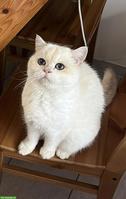 Reinrassige BKH Katze, 5-jährig