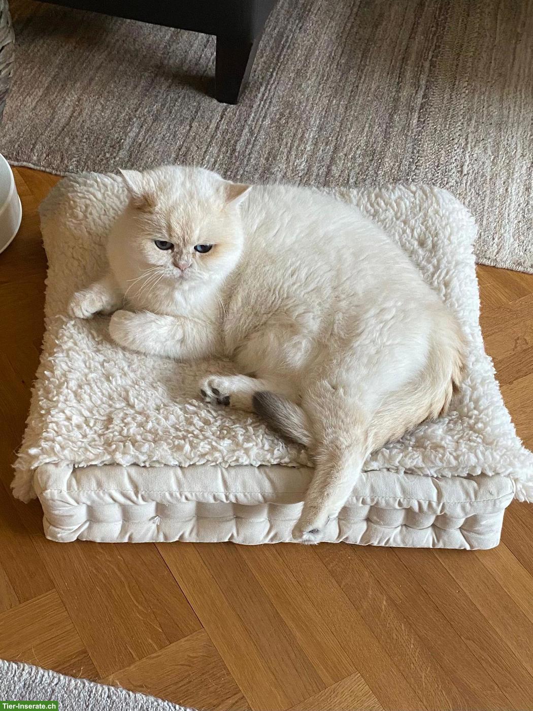 Bild 2: Reinrassige BKH Katze, 5-jährig