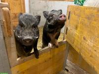 2 Minischweine suchen liebevolles Zuhause