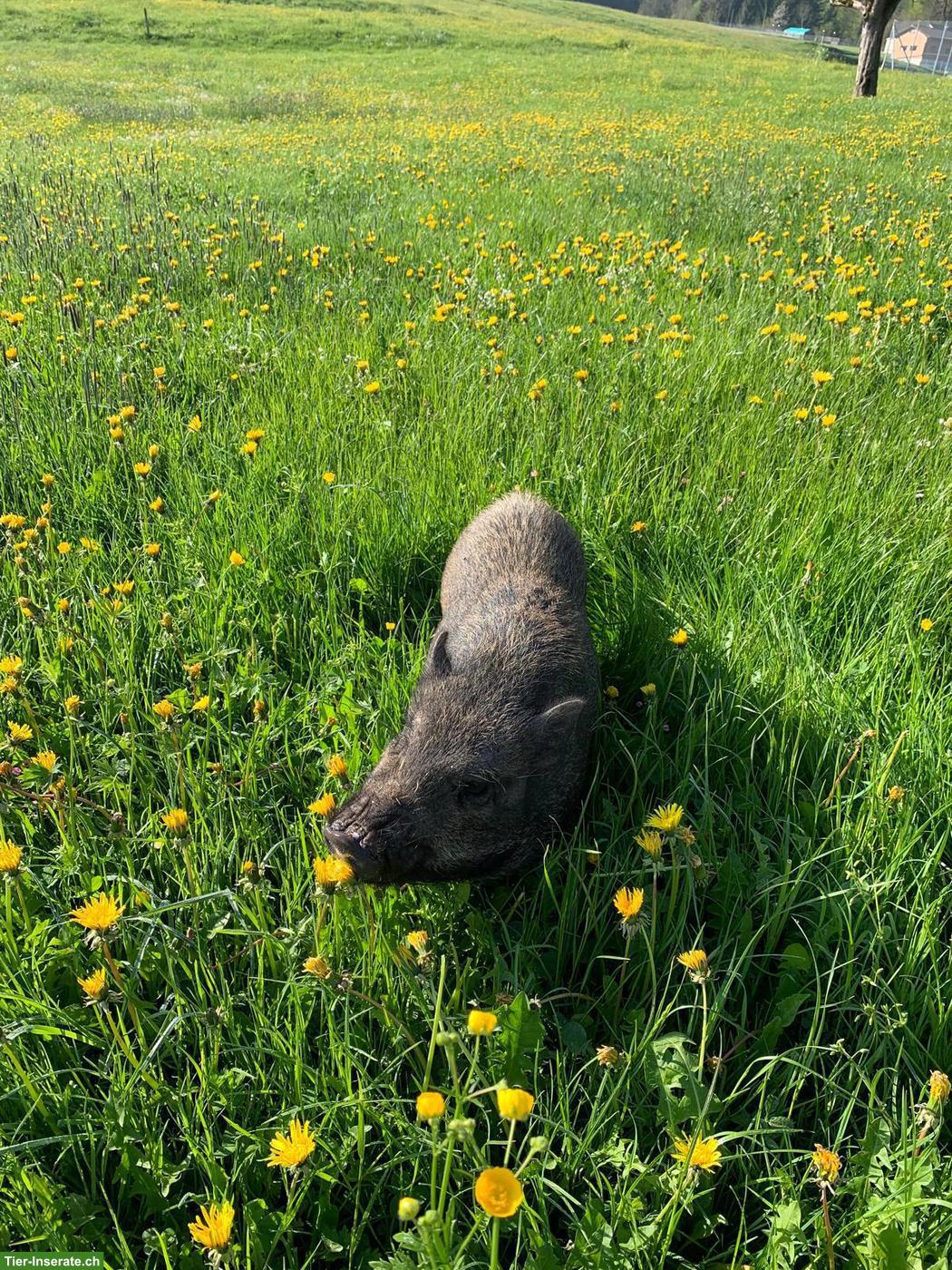 Bild 3: 2 Minischweine suchen liebevolles Zuhause