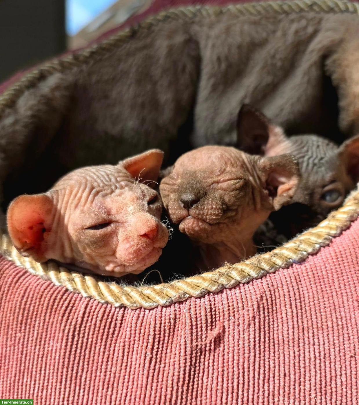 Sphynx Kitten zu verkaufen