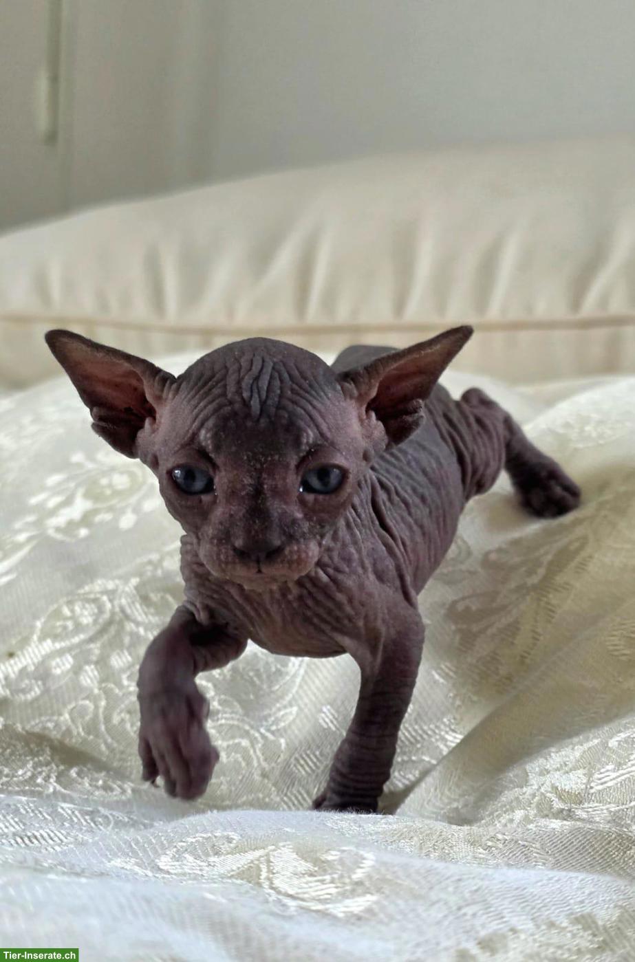 Bild 2: Sphynx Kitten zu verkaufen
