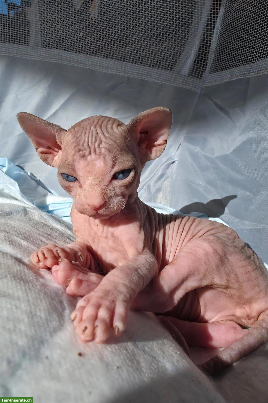 Bild 3: Sphynx Kitten zu verkaufen