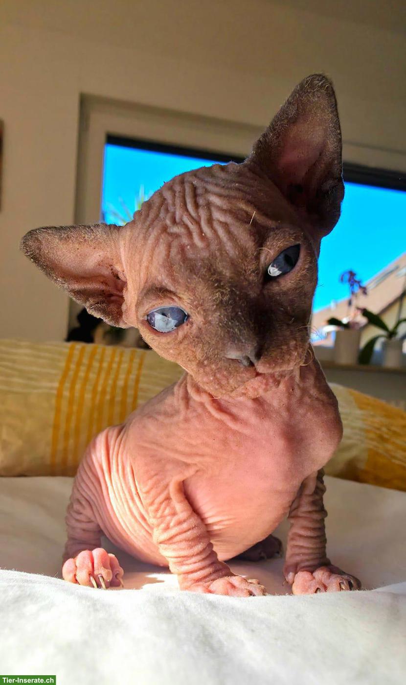 Bild 4: Sphynx Kitten zu verkaufen