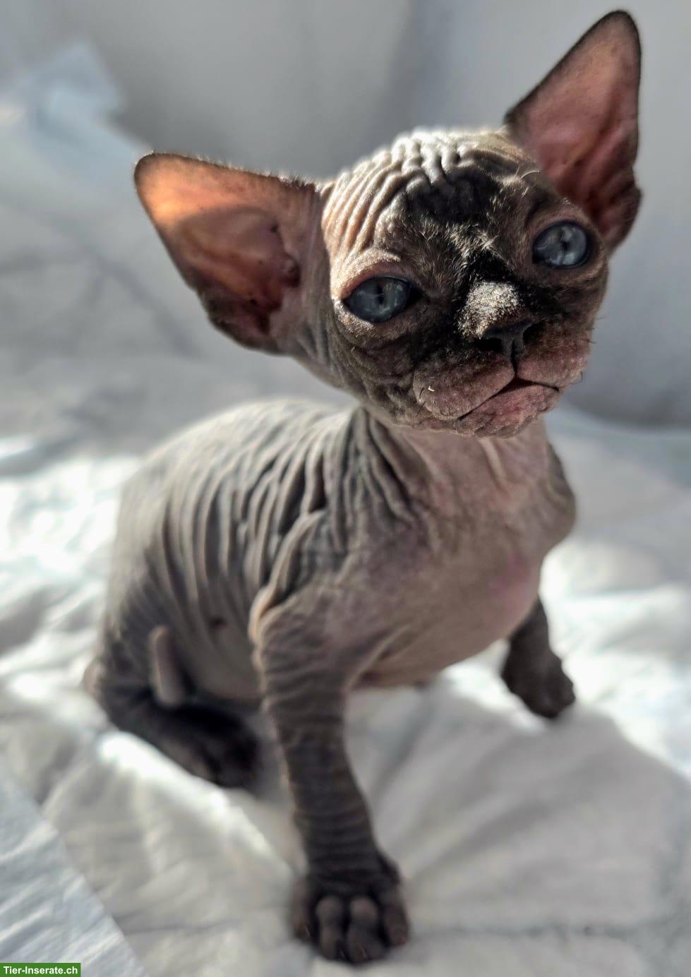 Bild 5: Sphynx Kitten zu verkaufen