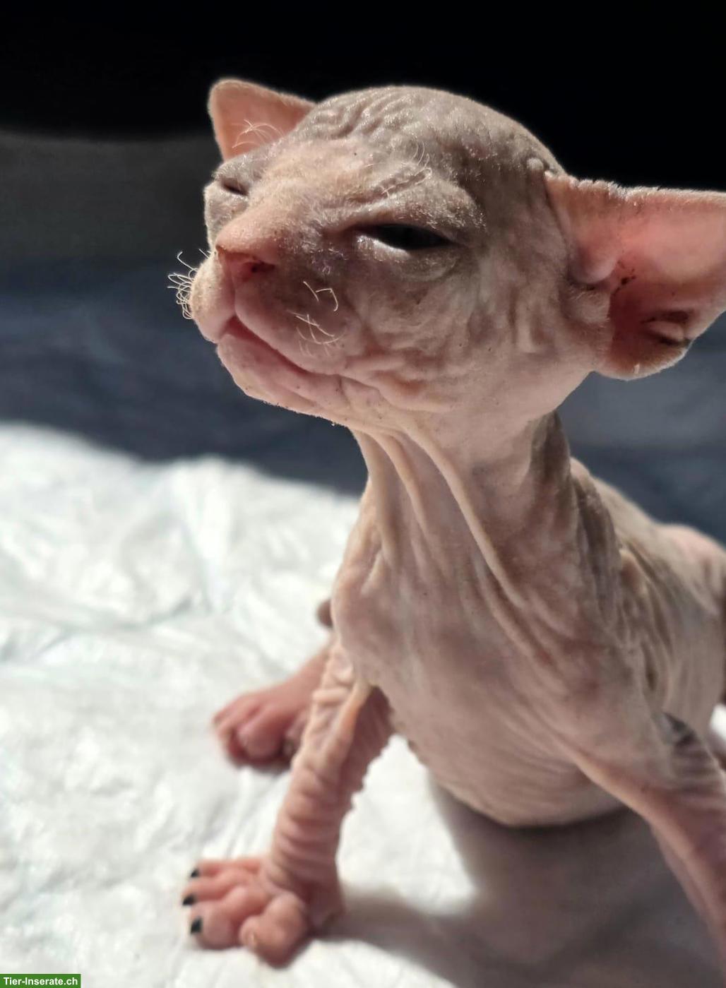 Bild 7: Sphynx Kitten zu verkaufen