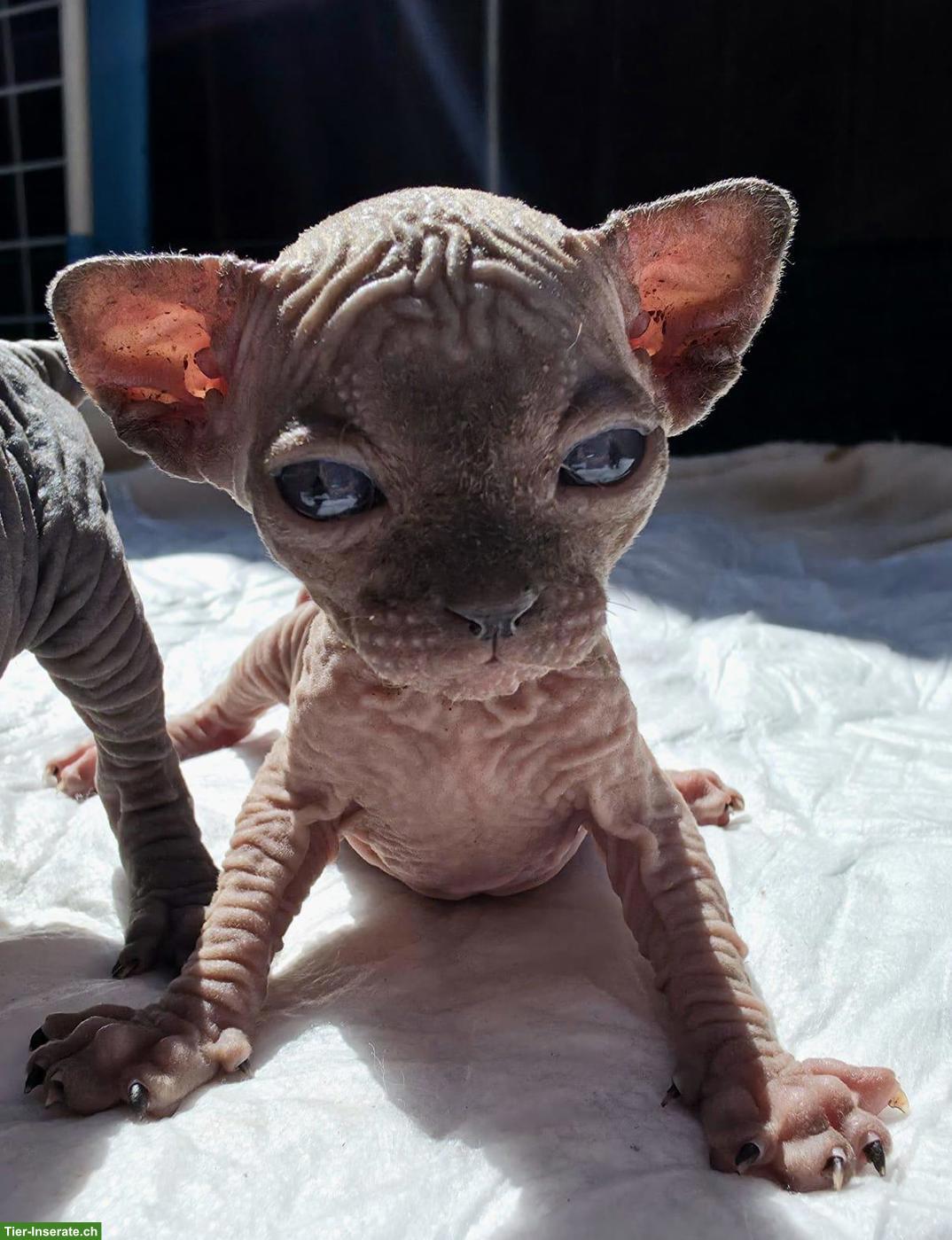Bild 8: Sphynx Kitten zu verkaufen