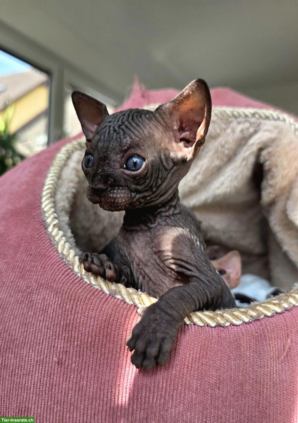 Bild 9: Sphynx Kitten zu verkaufen