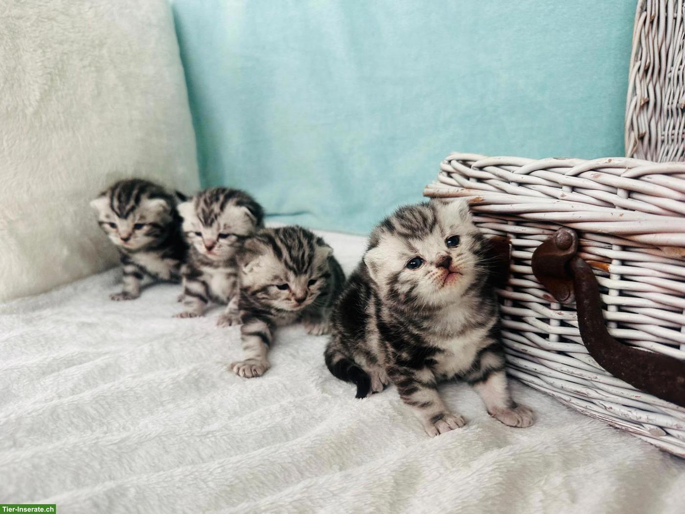 Zutrauliche BKH Kitten mit Stammbaum