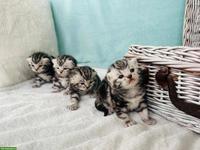 Zutrauliche BKH Kitten mit Stammbaum