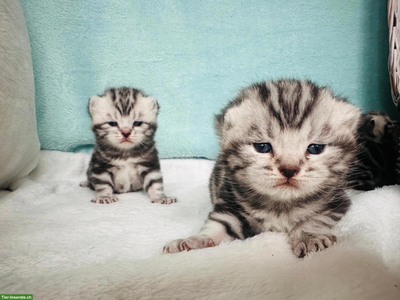 Bild 2: Zutrauliche BKH Kitten mit Stammbaum
