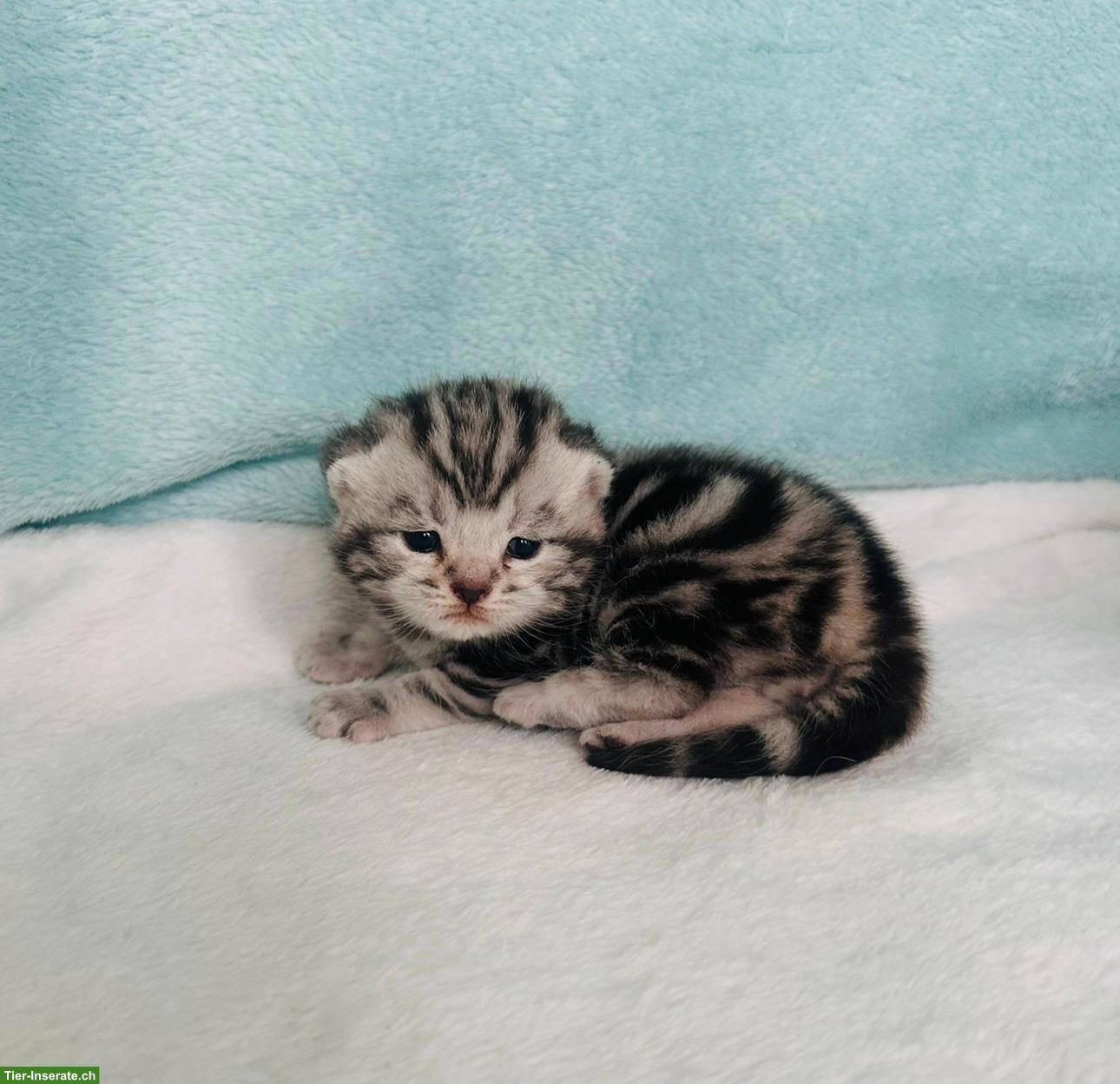 Bild 3: Zutrauliche BKH Kitten mit Stammbaum