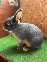 Schöne Loh-Kaninchen abzugeben