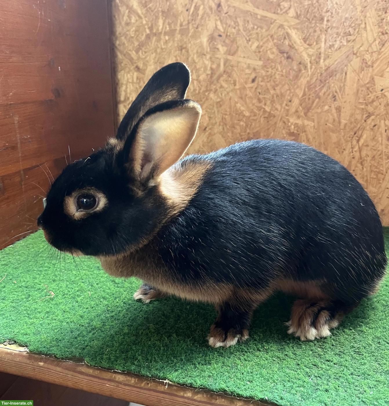 Bild 3: Schöne Loh-Kaninchen abzugeben