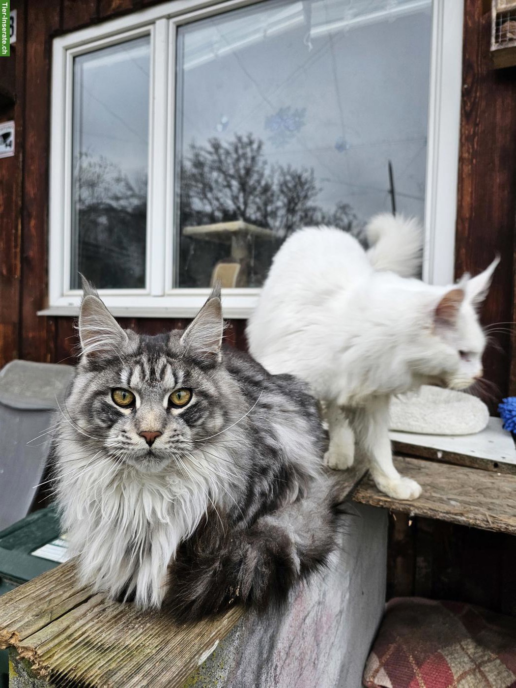 Reinrassige Maine Coon XL Katzen
