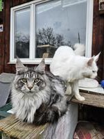 Reinrassige Maine Coon XL Katzen
