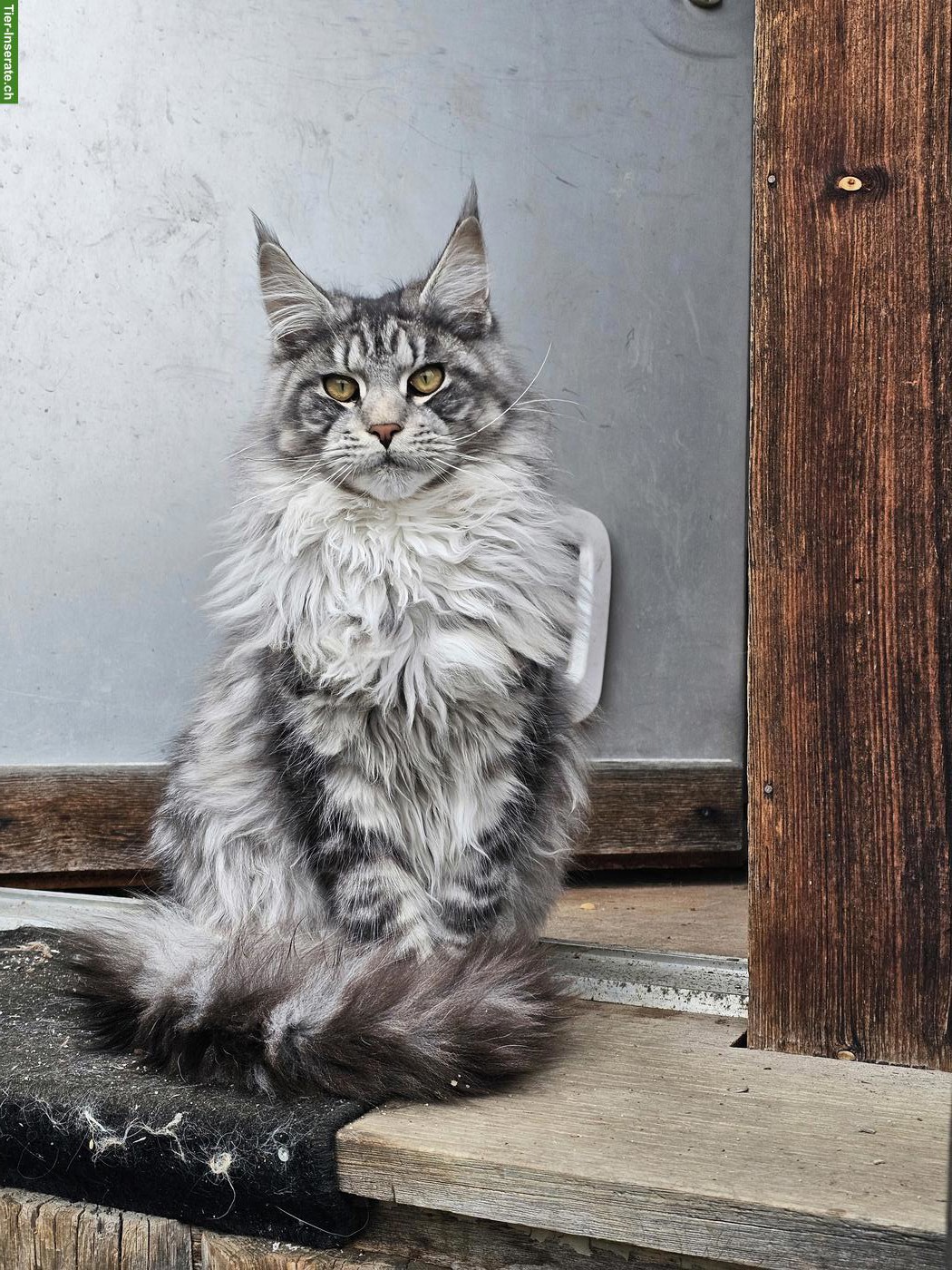 Bild 2: Reinrassige Maine Coon XL Katzen